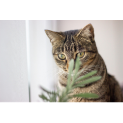 Top 15 Veilige planten voor katten